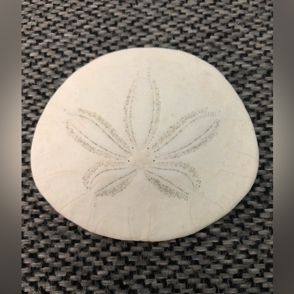 Sand Dollar - Picture 1 of 4